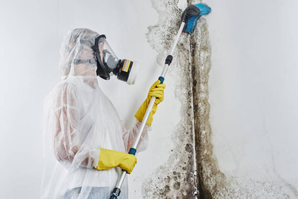Professional Mold Remediation in Carrollton, AL