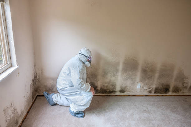 Best Basement Mold Remediation in Carrollton, AL