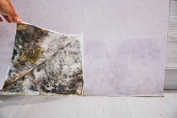 Best Residential Mold Remediation in Carrollton, AL